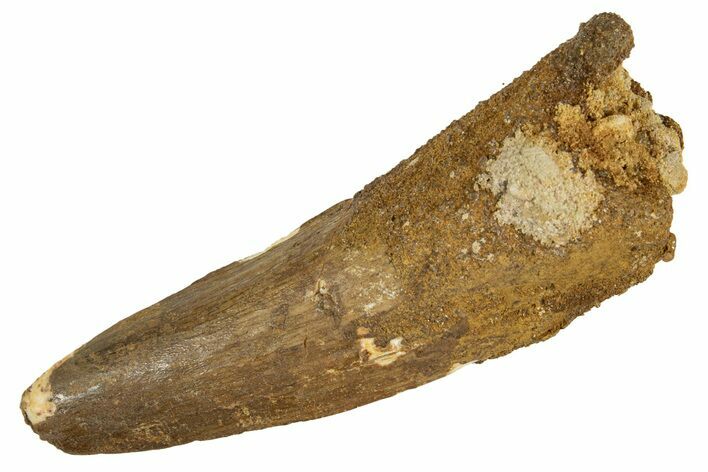 Fossil Spinosaurus Tooth - Real Dinosaur Tooth #344566